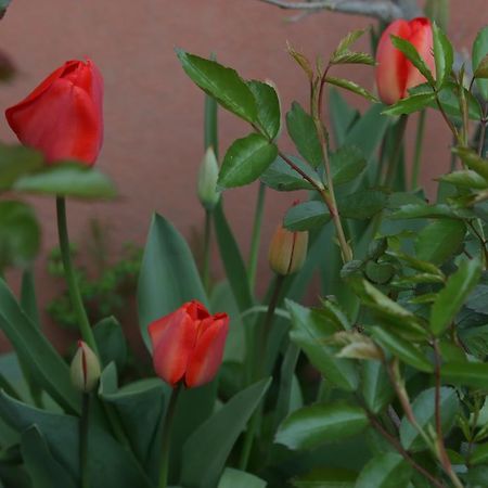 Agriturismo Cascina Della Fontana Лоди Экстерьер фото